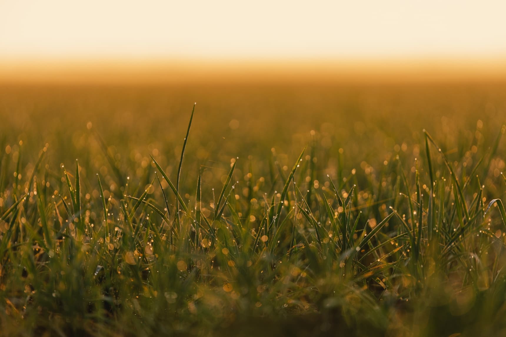 A close-up view of farmland regarding farmland investments.