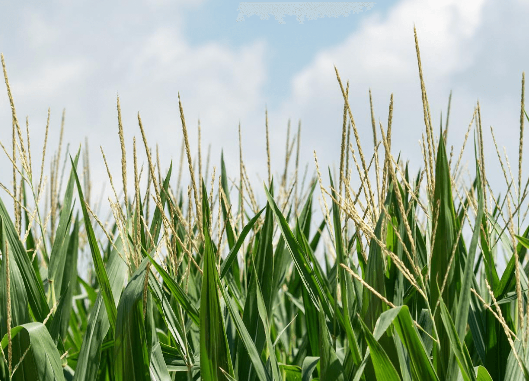 A view of corn crop, which is a farmland investment in the US.