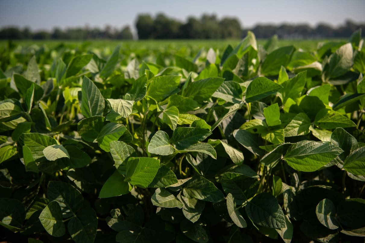 A view of crops in the Mid-South, which is a Landfund farmland investment opportunity.