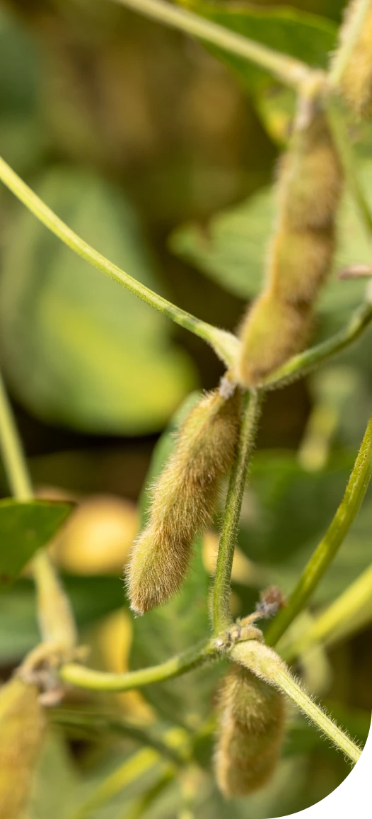 Strategic farmland investment process: acquire, improve, grow, sustain